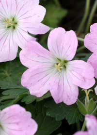 Geranium 'Dreamland'